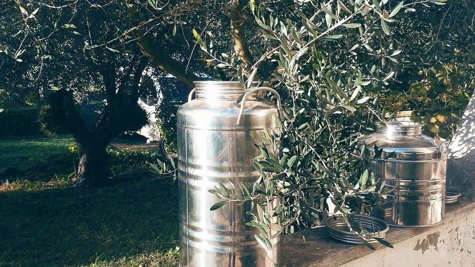Il Pettirosso B&B Grottaferrata Exterior foto