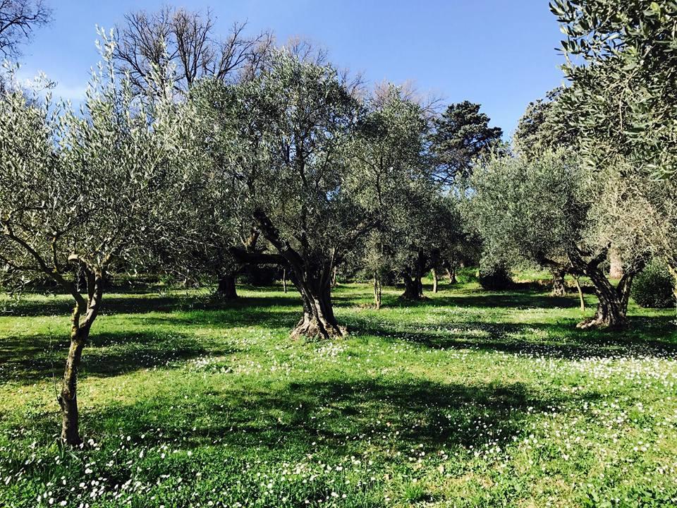 Il Pettirosso B&B Grottaferrata Exterior foto
